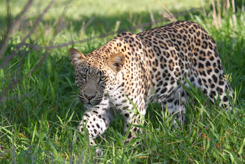 Dinaka Lodge: Leopard auf Jagd
