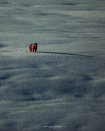 Drenmo Lodge Drenmo Lodge: Himalaya-Braunbär