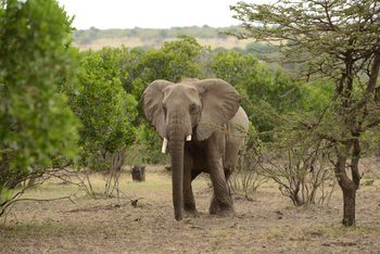 Entim Masai Mara: Elefant