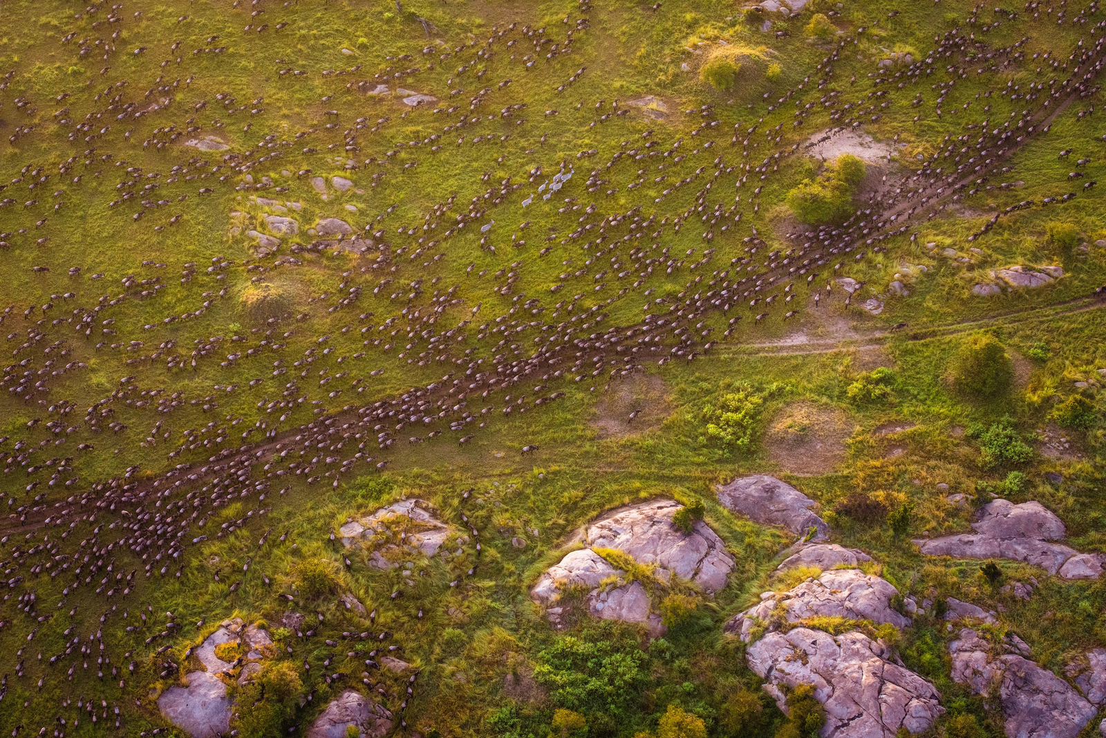 Esirai Camp Esirai Camp: Gnuherde Luftbild