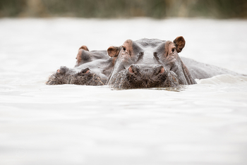 Finch Hatton's Lodge Finch Hatton's Lodge: Hippos