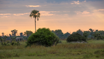 Gomoti Plains Camp: Tiere und Landschaft