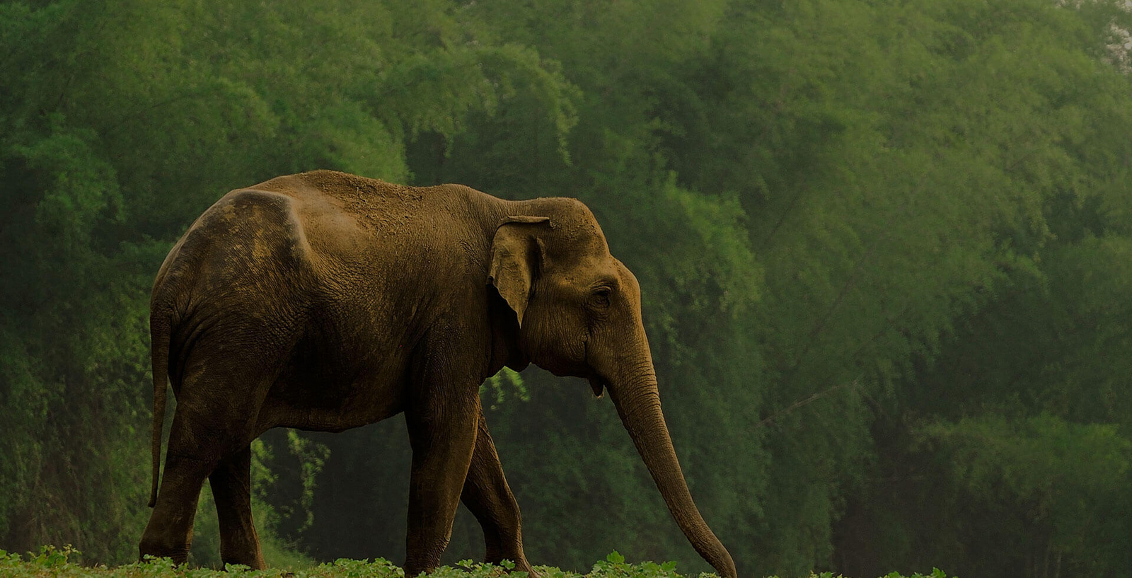 Kabini River Lodge Kabini River Lodge: Elefant