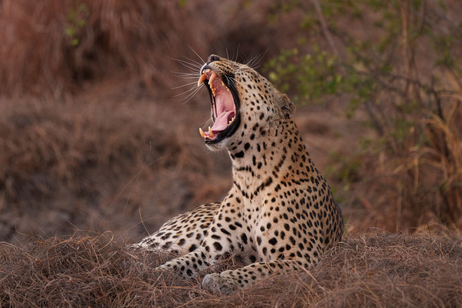 KaingU Safari Lodge KaingU Safari Lodge: Gähnender Leopard