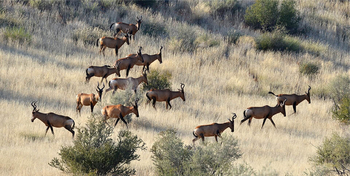 Kalahari Game Lodge Kalahari Game Lodge: Leierantilopen