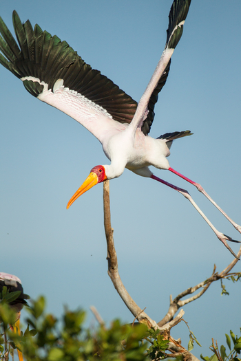 Kanana Camp: Vogelkolonie - Abflug
