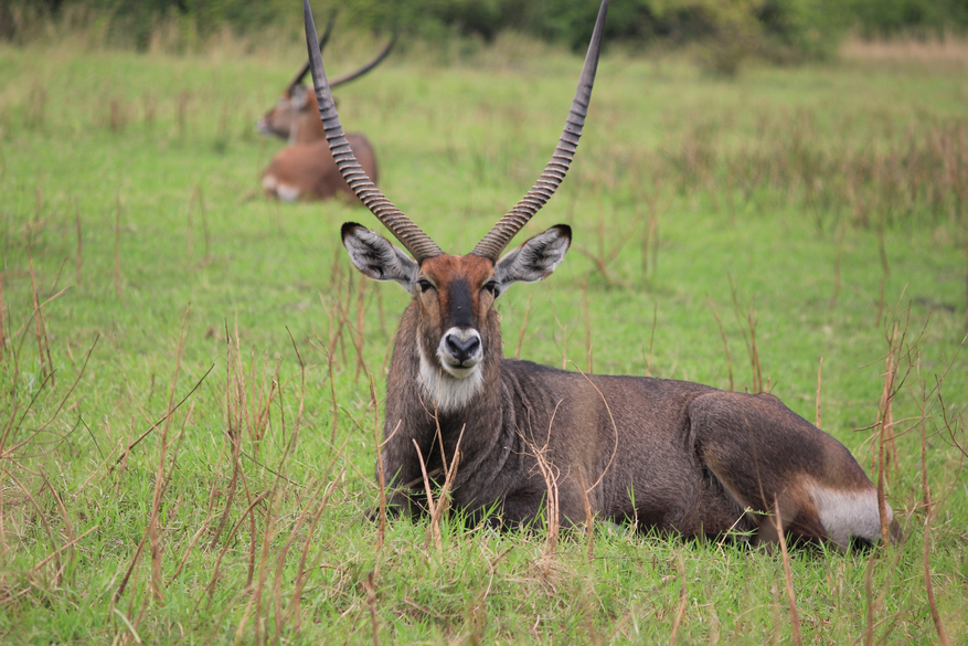 Kasenyi Safari Camp