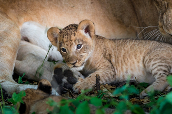 King's Pool Camp King's Pool Camp: Löwenbaby