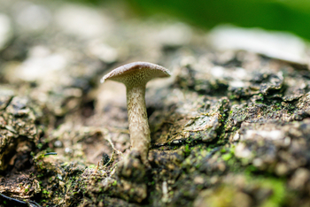 Koroi Forest Camp: Pilz