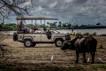 Lake Manze Camp: Büffel