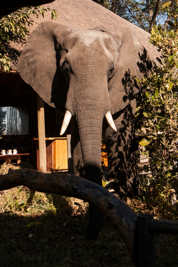 Lebala Camp Lebala Camp: Elefant vor einem Chalet