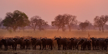Luambe Camp: Cape Buffalos