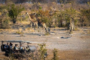 Mogogelo Camp Mogogelo Camp: Giraffen