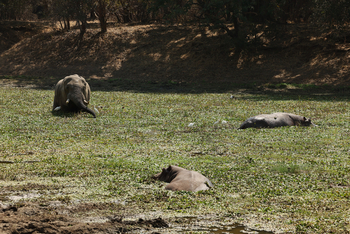 Molori Mashuma: Elefant und Hippos