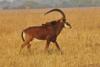 Mukambi Busanga Plains Camp: Rappenantilope