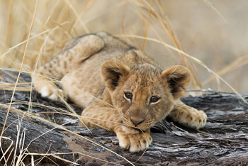 Nkonzi Bush Camp: Löwenbaby