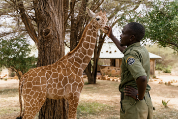 Reteti Elephant Sanctuary Reteti Elephant Sanctuary: Junge Giraffe