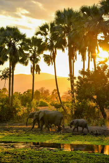 Royal Zambezi Lodge: Palmen