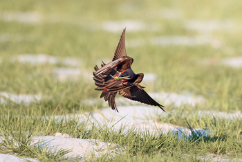 Sette Cama Eco Camp: Rosenspint Rosy Bee-Eater