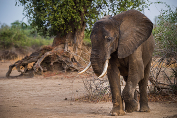 Shawa Luangwa Camp: Junger Elefant