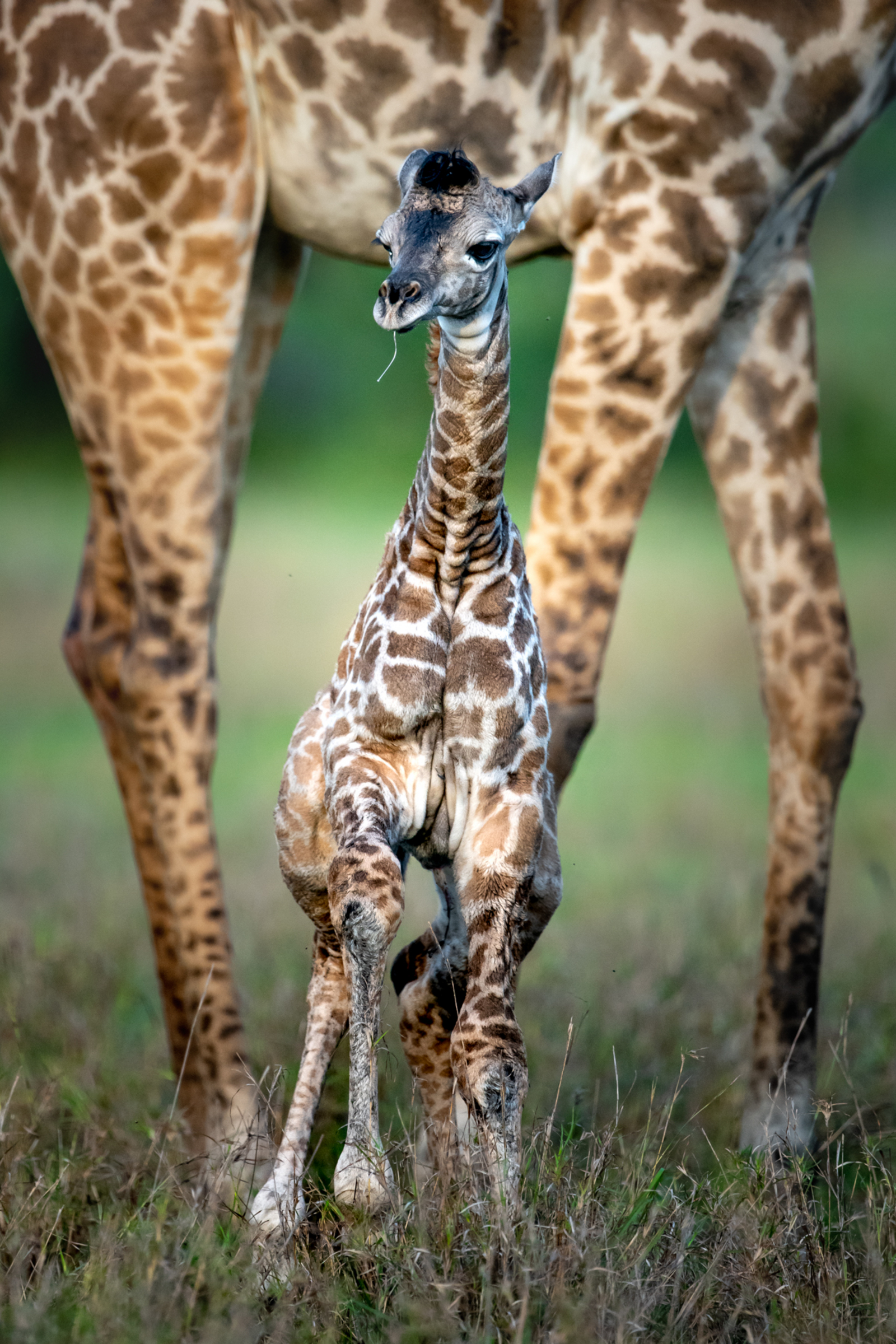 Sinigita Grumeti Game Reserve Sinigita Grumeti Game Reserve: Giraffenbaby