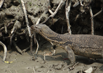 Sunderban Tiger Camp: Bindenwaran
