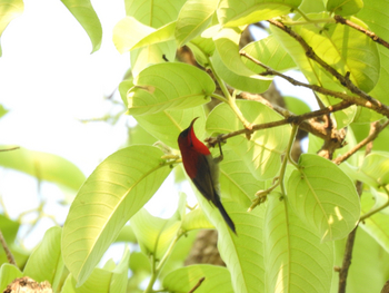 Tathastu Resort Kanha: Crimson Sunbird