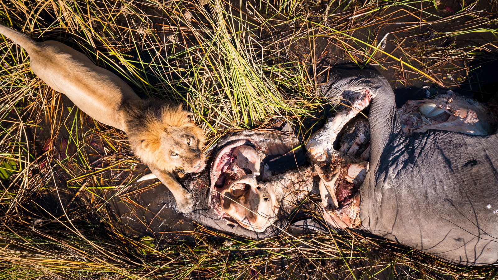 The Dhow Suite at Zarafa The Dhow Suite at Zarafa: Löwe über Elefantenkadaver
