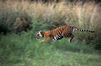 Tiger in Ranthambore National Park