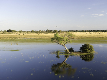 Tubu Tree Camp: Versunkener Baum