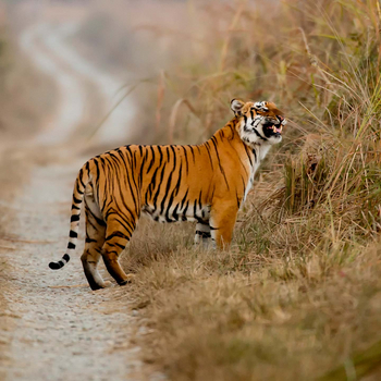 Vanghat: Tiger auf der Piste