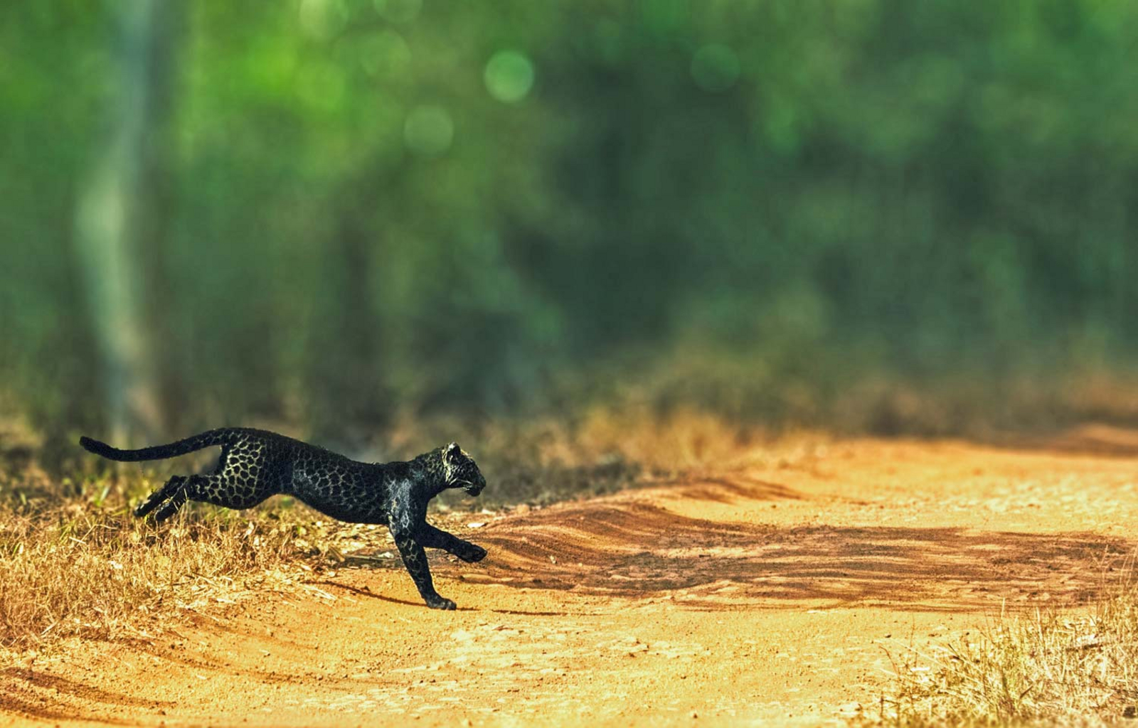 Bamboo Forest Safari Lodge: Schwarzer Panther im Sprung