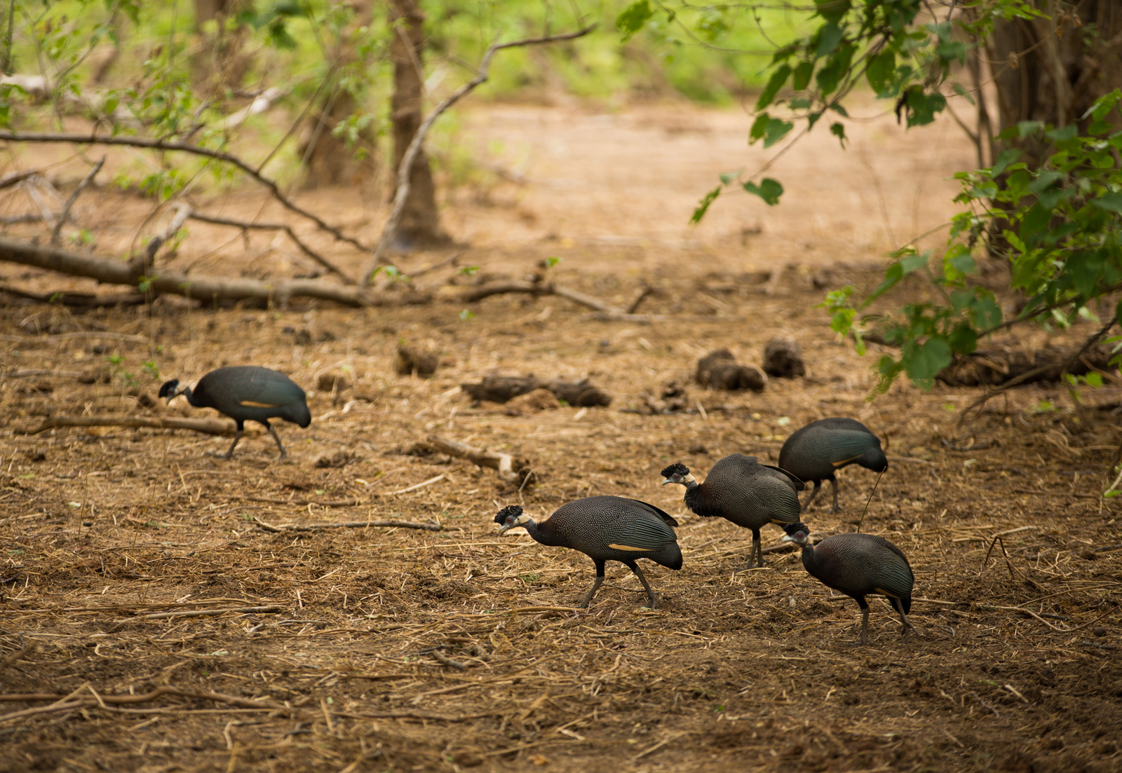 Amanzi Camp Amanzi Camp: Crested Guinea Fowl