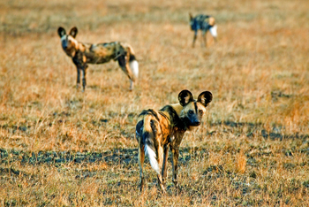 Busanga Bush Camp: Wildhund