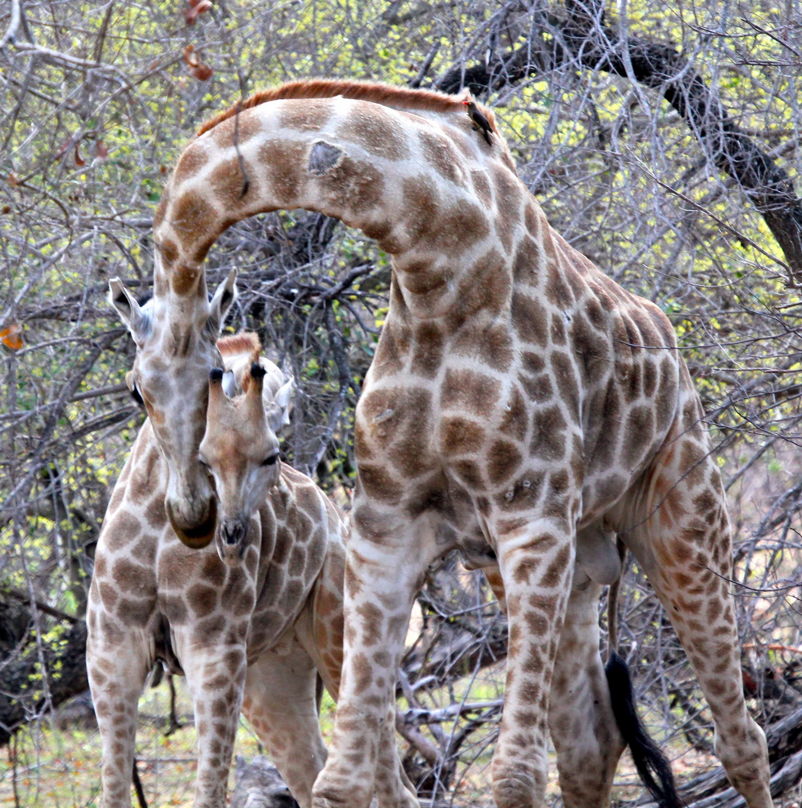 Chilo Gorge Safari Lodge Chilo Gorge Safari Lodge: Giraffen