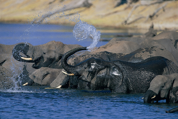 Chobe Game Lodge: Spritzende Rüssel