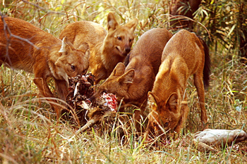 Emerald Tiger Retreat: Indische Wildhunde