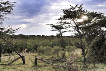 Encounter Mara Camp: Löwenrudel