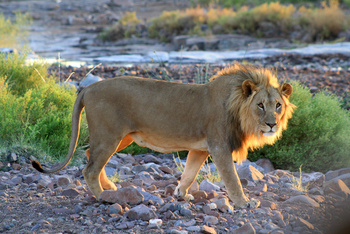 Etendeka Mountain Camp Etendeka Mountain Camp: Männlicher Löwe