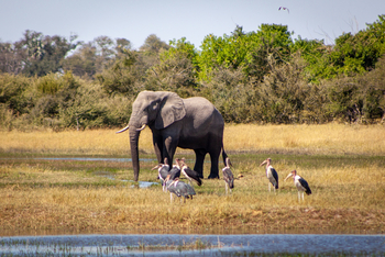 Gomoti Plains Camp: Tiere und Landschaft