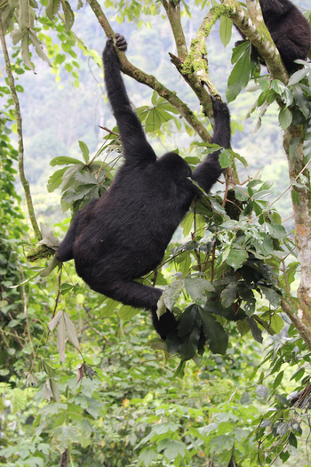 Haven Lodge: Bananenanbau