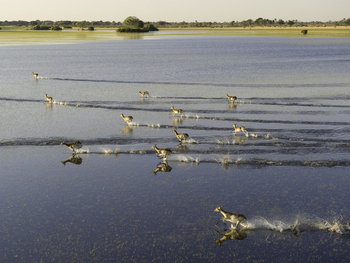 Jao Camp: Red Lechwe