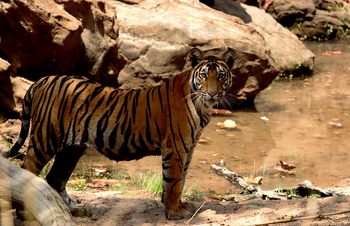 Kanha Jungle Lodge: Tiger am Wasser