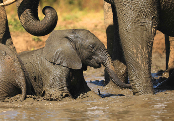 Kavinga Safari Camp: Elefanten beim Schlammbad
