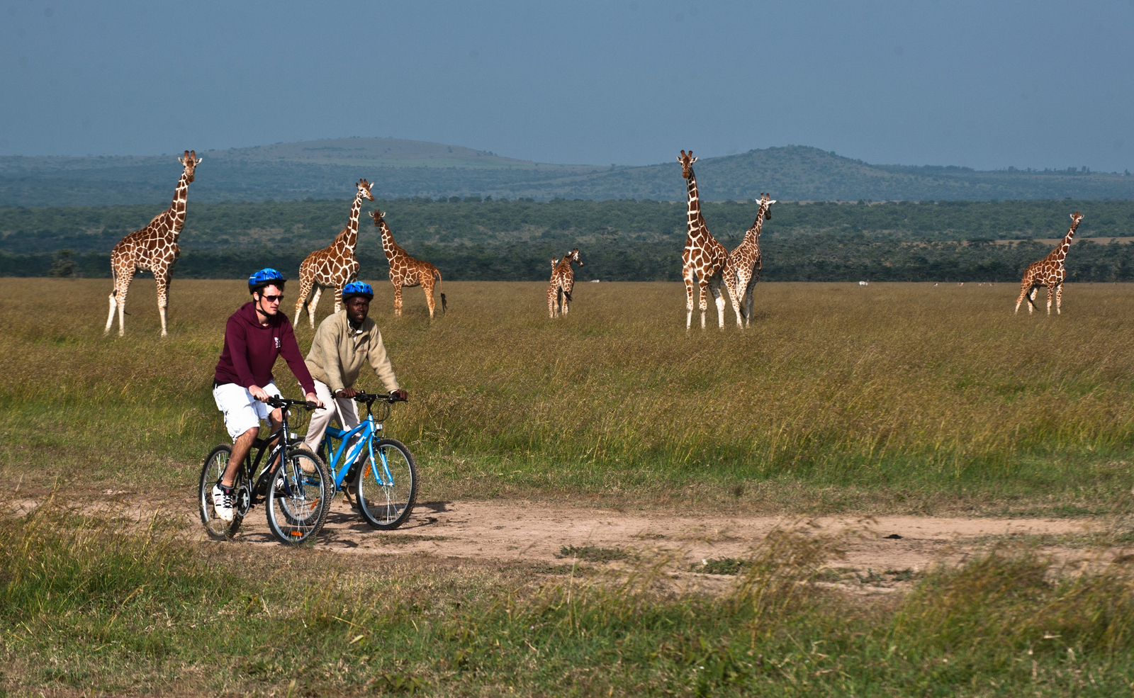 Kicheche Laikipia Camp Kicheche Laikipia Camp: Netzgiraffen