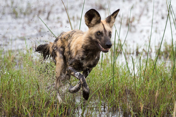 King's Pool Camp King's Pool Camp: Wildhund am Wasser