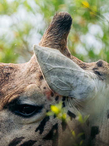 Koroi Forest Camp: Giraffe von der Seite