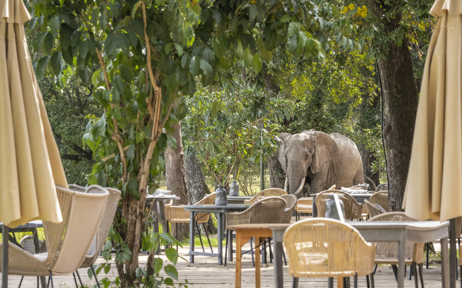 Little Governors' Camp Little Governors' Camp: Elefant am Deck