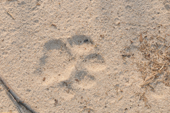 Macatoo Camp: Löwenspur