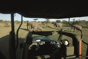 Mara Expedition Camp: Elefantenfamilie